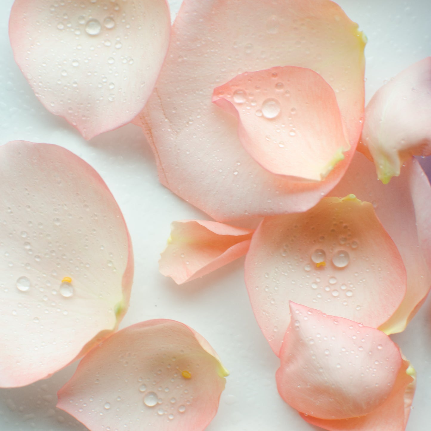 Pink Petal Perfume Oil