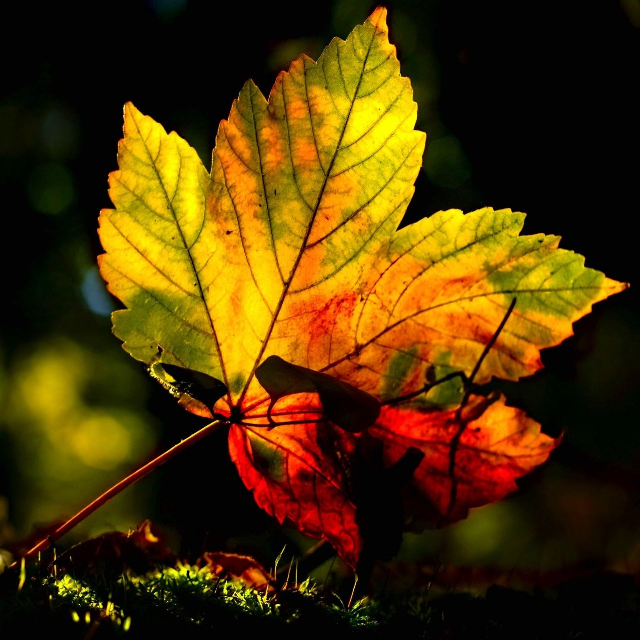 Fallen Leaves Room Spray