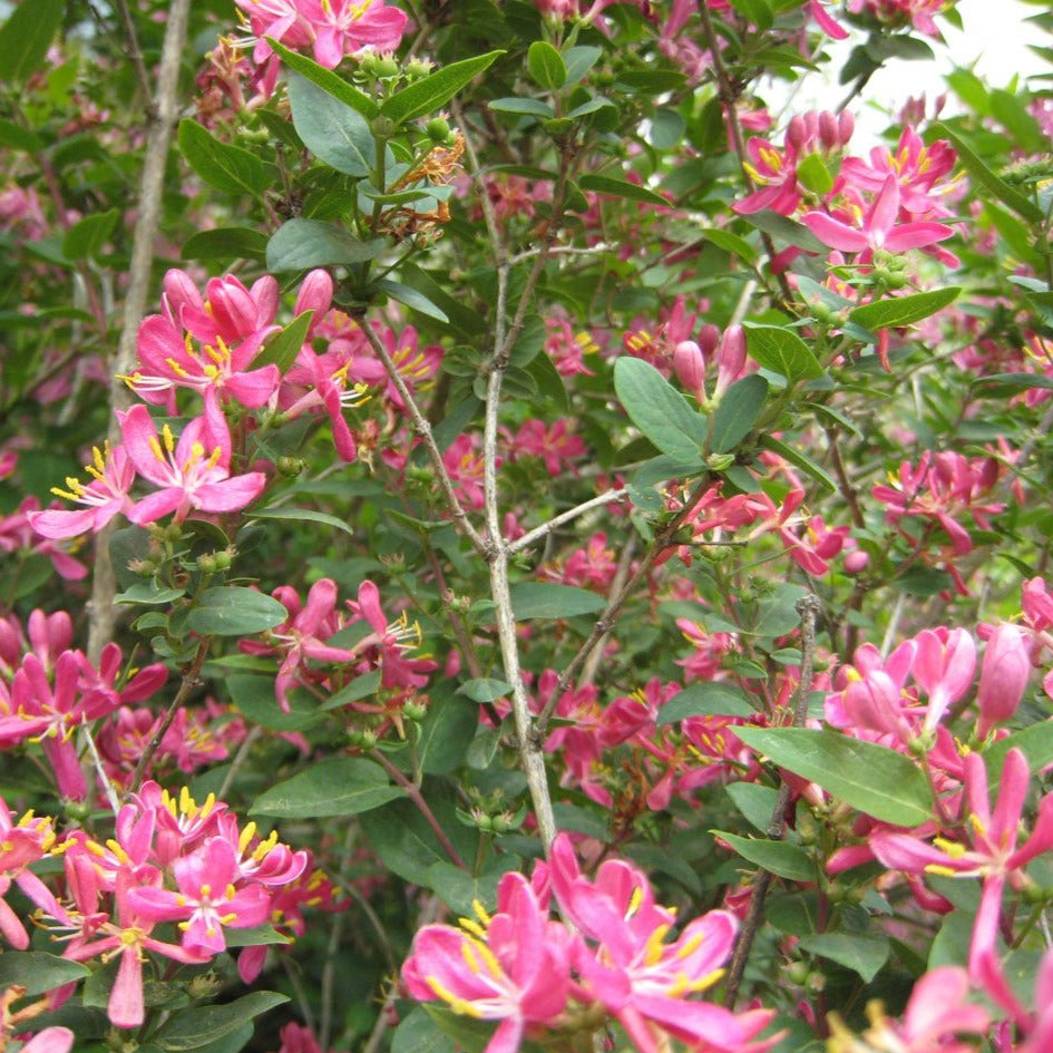 Sweet Honeysuckle Perfume Oil
