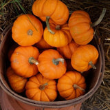 Toasted Pumpkin Spice Room Spray