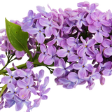 Lilac Perfume Oil