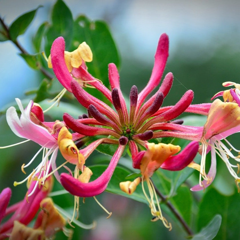 Sweet Honeysuckle Perfume Oil