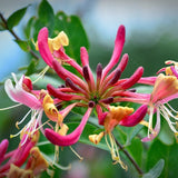 Sweet Honeysuckle Perfume Oil