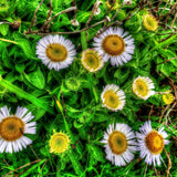 Chamomile Clear Skin Rescue