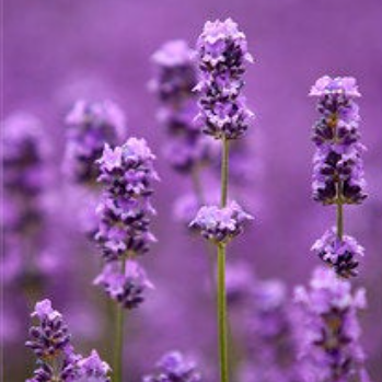 Lavender Perfume Oil