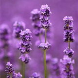 Lavender Lip Butter