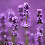 Lavender Perfume Oil