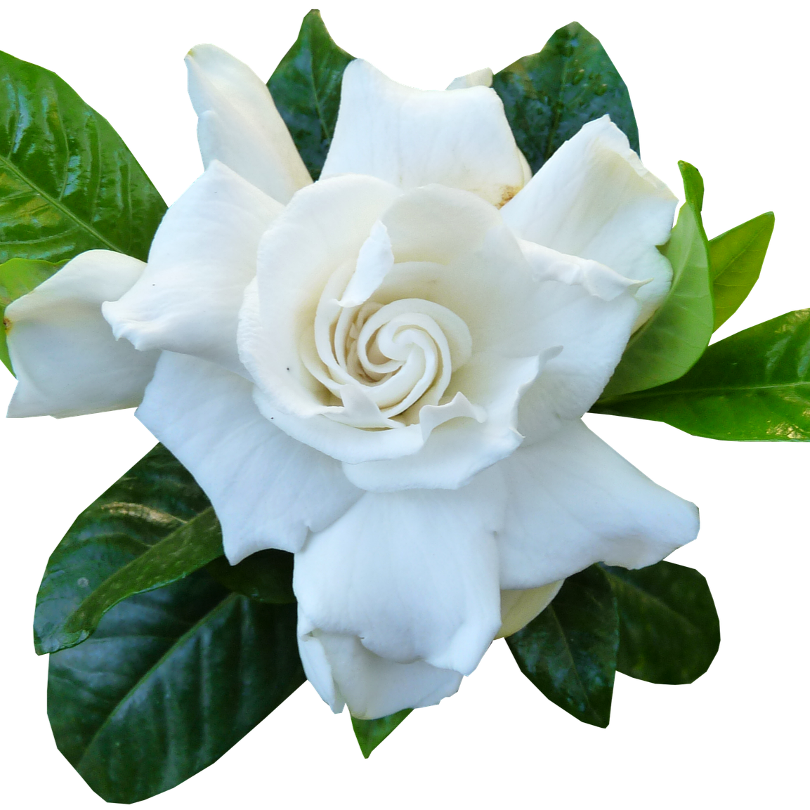 Gardenia Solid Lotion Body Bar