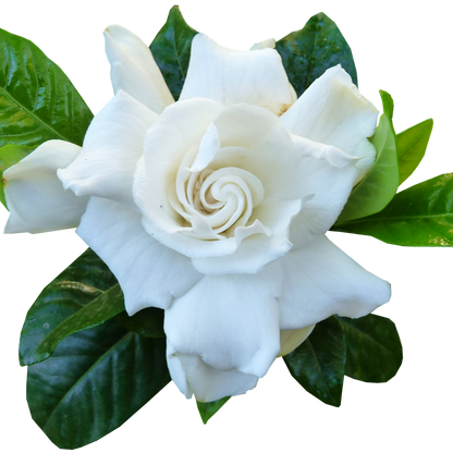 Gardenia Solid Lotion Body Bar