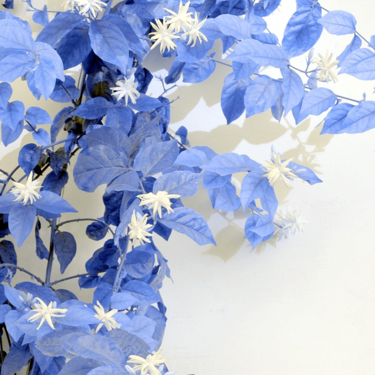 Blue Jasmine Perfume Oil