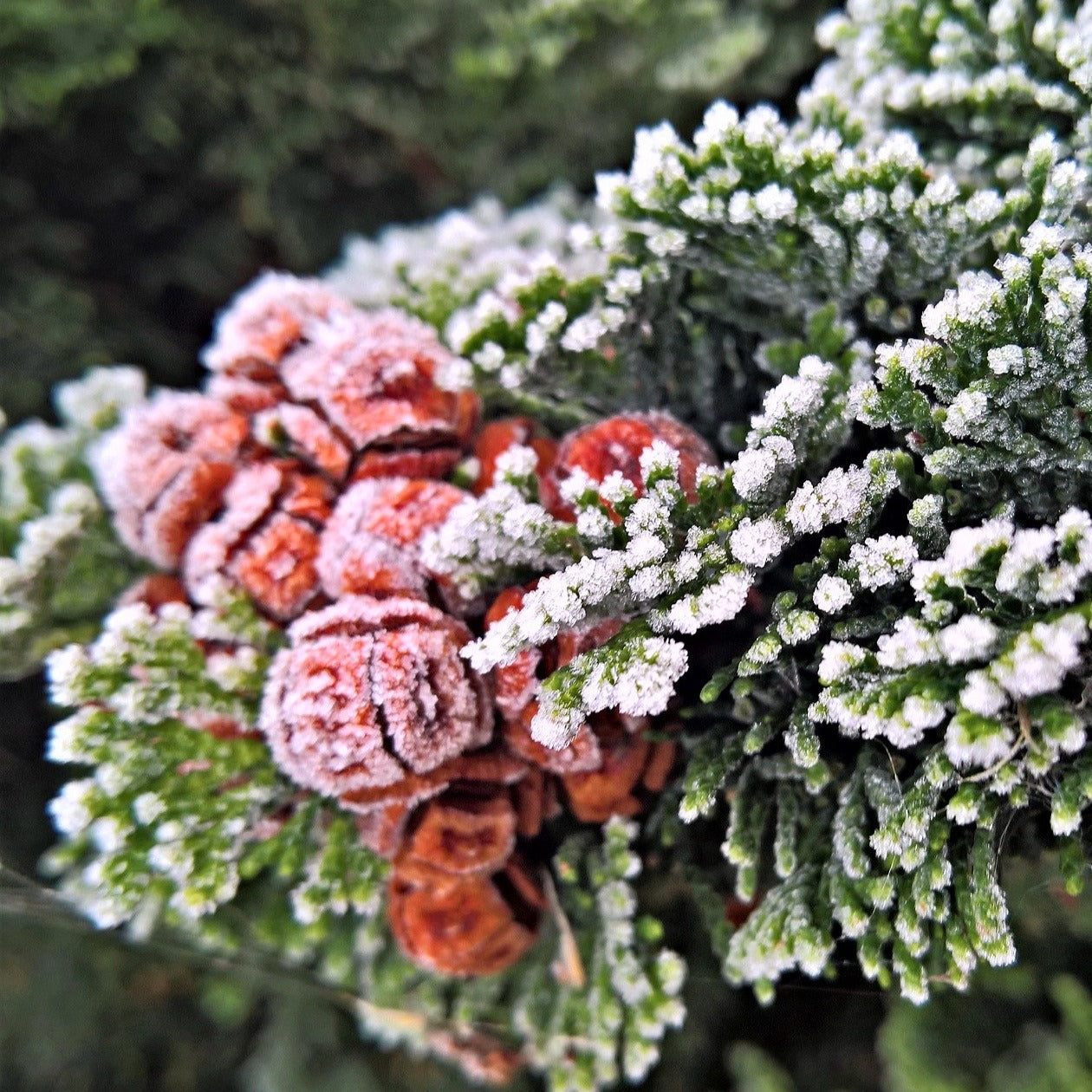 Frosted Juniper Room Spray